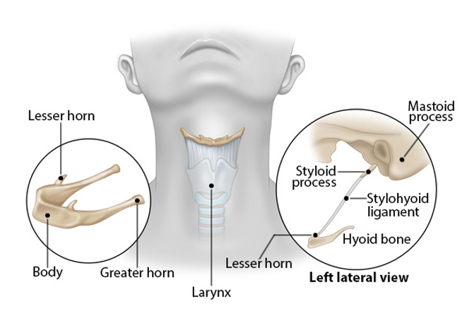 <p>-found in the anterior neck region</p><p>-no direct articulations with any other bones *position maintained by a combination of ligaments and muscles</p>