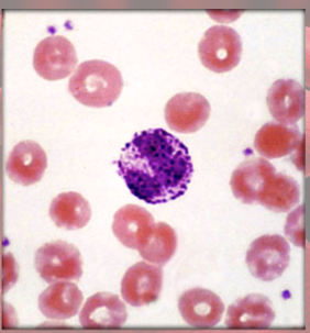 <p>(granulocyte)</p><ul><li><p>secrete histamine (vasodilator): speeds flow of blood to injured area</p></li><li><p>secrete heparin (anticoagulant): promotes mobility of other WBCs</p></li></ul><p></p>