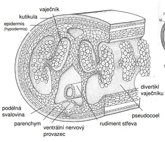 <p>Řez zadní částí t ěla samice druhu Parachordodes sp.</p>