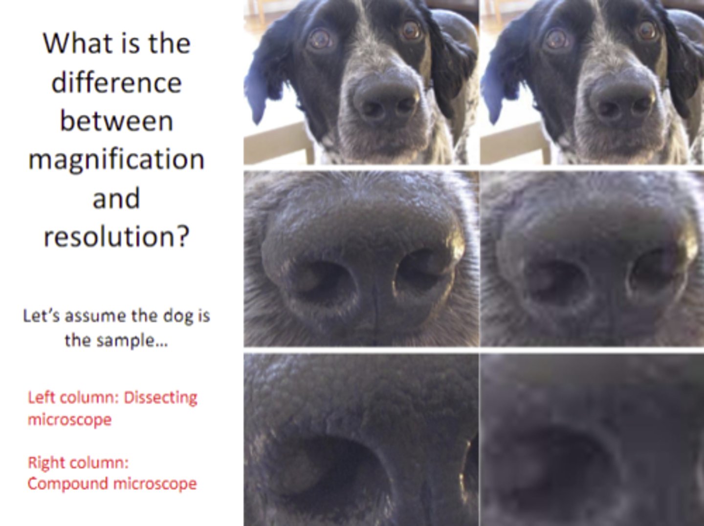 <p>The ability of a microscope to see two objects as separate</p>