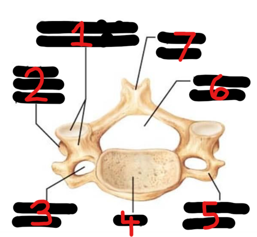 <p><span style="font-family: Arial, sans-serif">Name the bone marking found at 7</span></p>