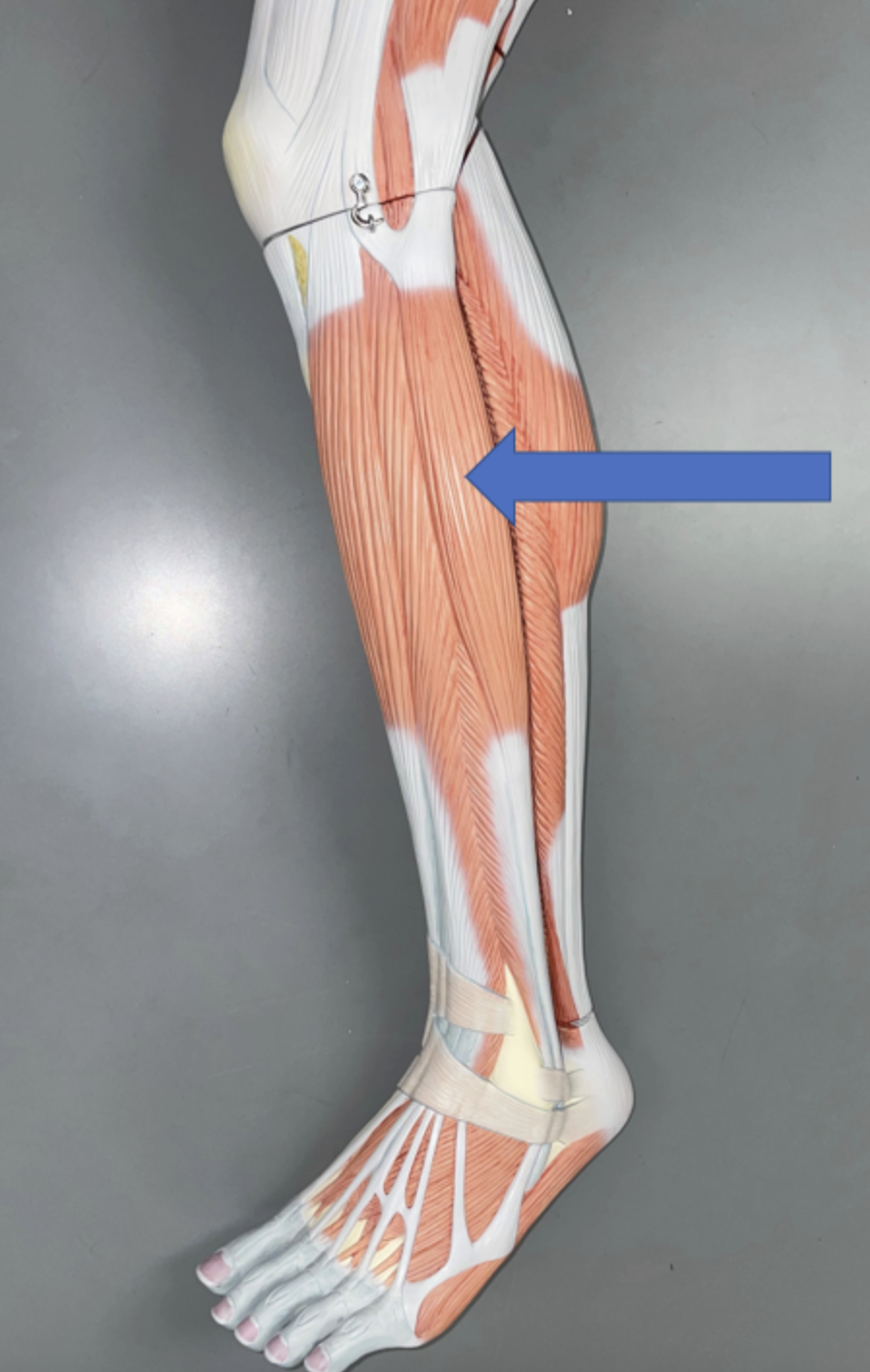 <p>muscle name &amp; action </p>