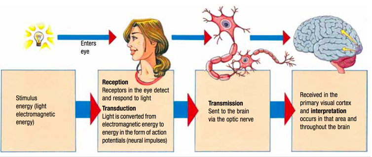 <p>reception, transduction, transmission</p>