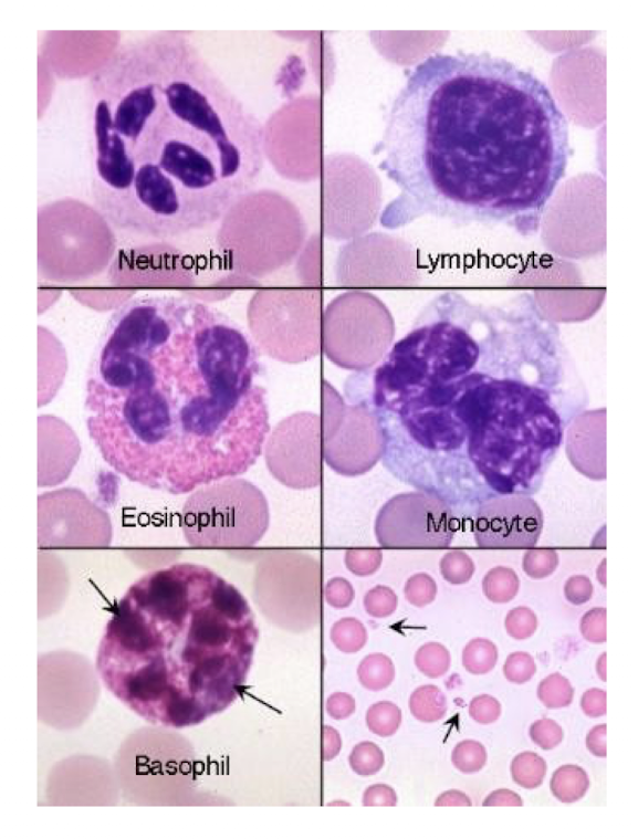 <p>What animal blood is this?</p>