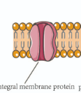 <p>completely submerged inside the membrane, very difficult to remove (channel proteins, carrier proteins, glycoproteins)</p>