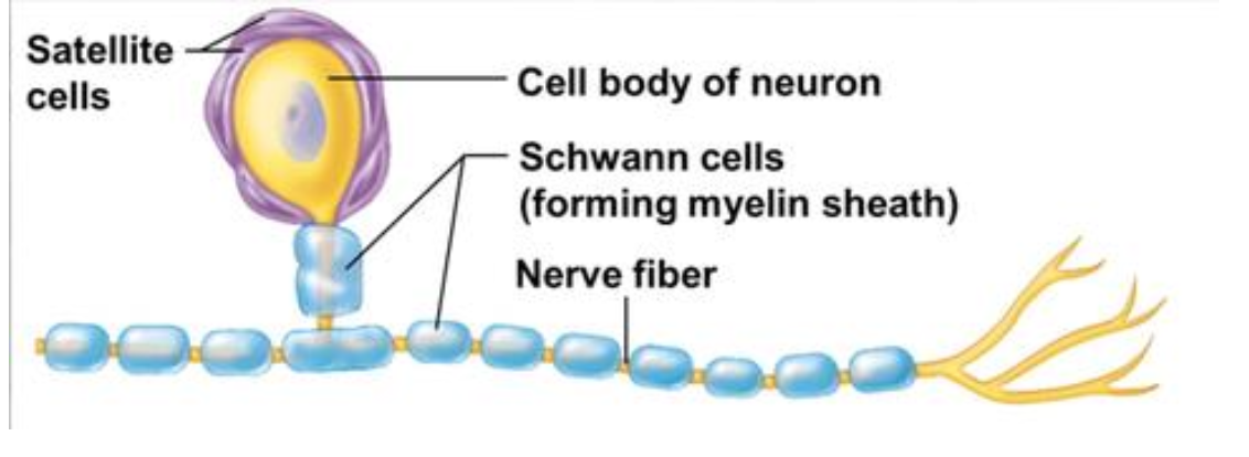 <ul><li><p><strong><mark data-color="purple" style="background-color: purple; color: inherit;">Glial cells</mark></strong> that <strong><mark data-color="purple" style="background-color: purple; color: inherit;">wrap around nerve cell bodies located in ganglia,</mark></strong> forming a <strong><mark data-color="purple" style="background-color: purple; color: inherit;">capsule</mark></strong>.</p></li><li><p><strong><mark data-color="purple" style="background-color: purple; color: inherit;">Support role</mark>, probably <mark data-color="green" style="background-color: green; color: inherit;">regulating the microenvironment</mark>,</strong> but not fully understood</p></li></ul><p></p>