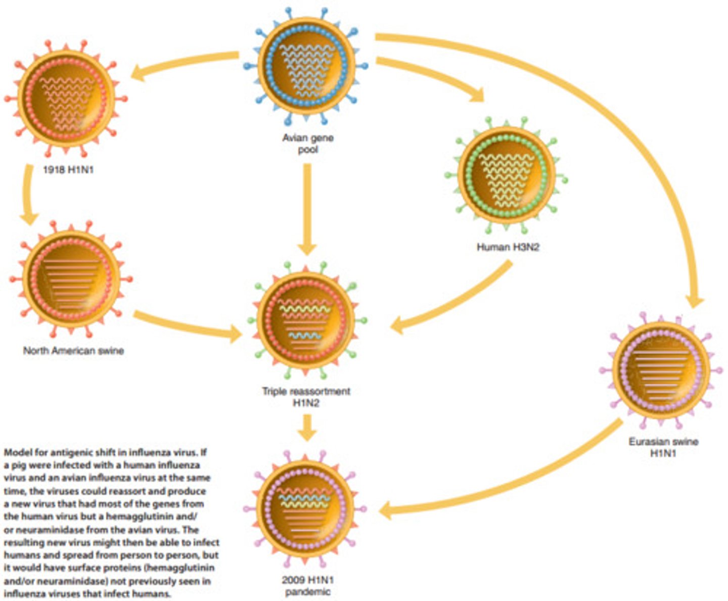 <p>Major changes in the viral genome; genetic material from different strains is combined in a process called reassortment. Reassortment takes place when a host is simultaneously infected with two different strains</p>
