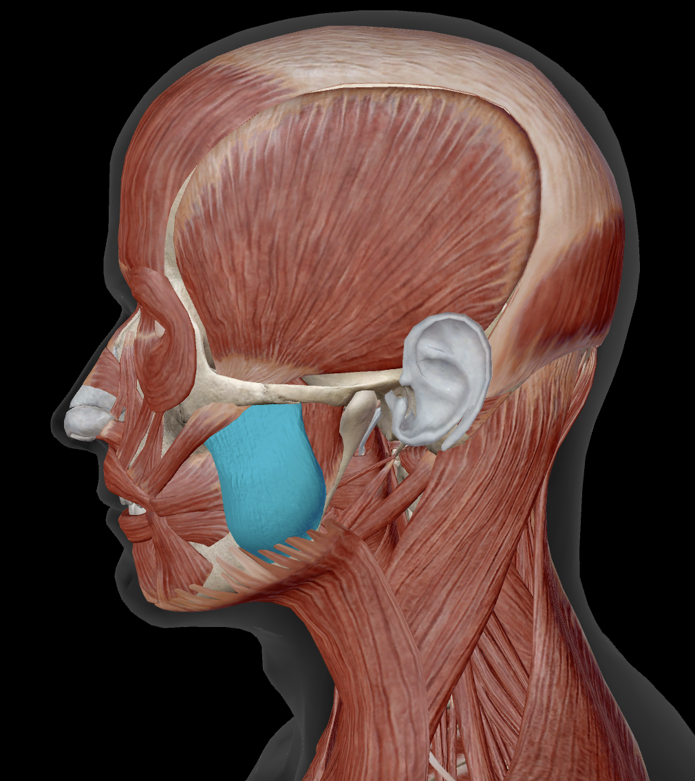 <p>Where does masseter originate?</p>