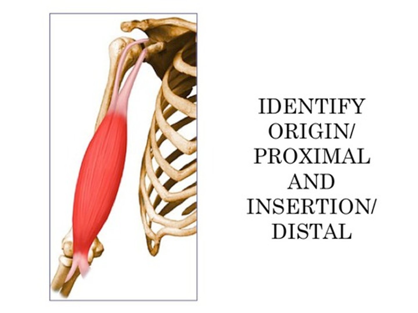 <p>flexes elbow (halfway down the humerus) </p>