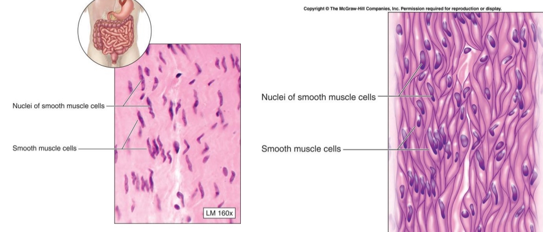 <ul><li><p>Nucleus </p></li><li><p>Cell membrane</p></li></ul><p></p>