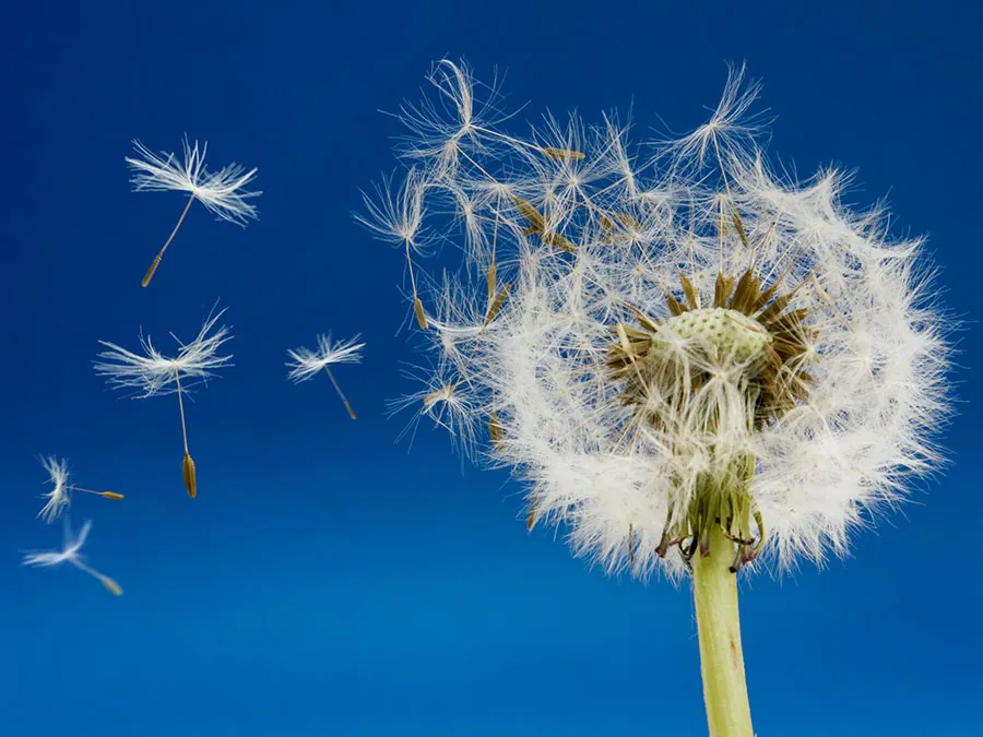 <p>Seed dispersal is moving or dispersing<strong> the seeds</strong> (not to be confused with pollen) away from the parent plant, so that they don’t end up competing for the same resources.</p>