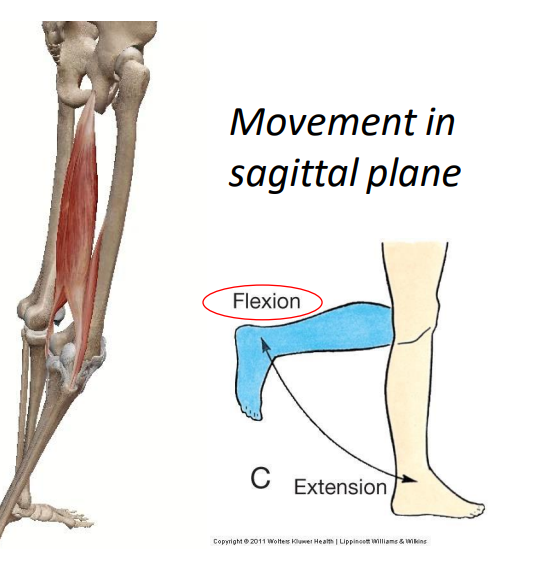 <p>Group: Hamstrings flexion</p>