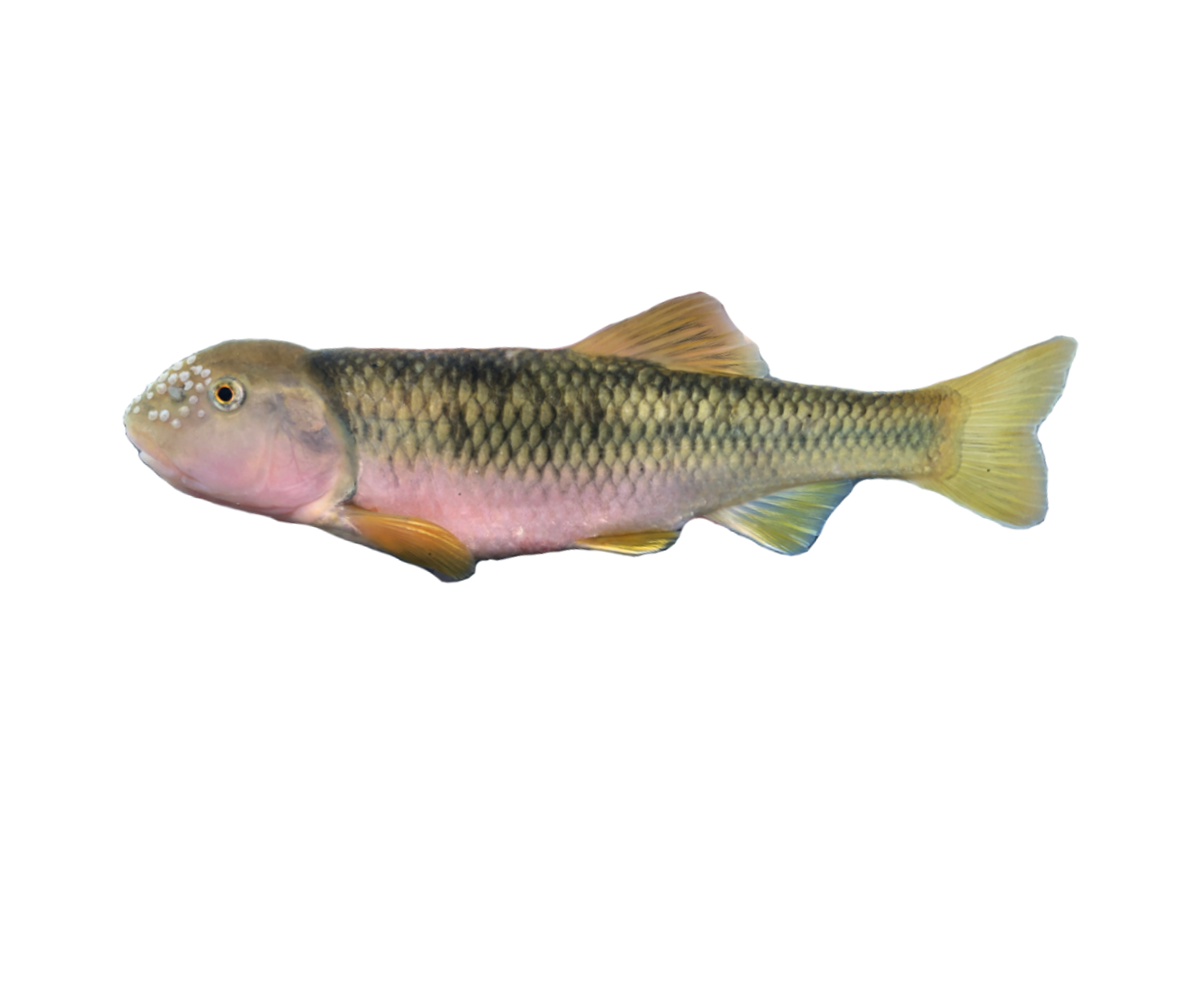 <p>Mouth shape? </p>