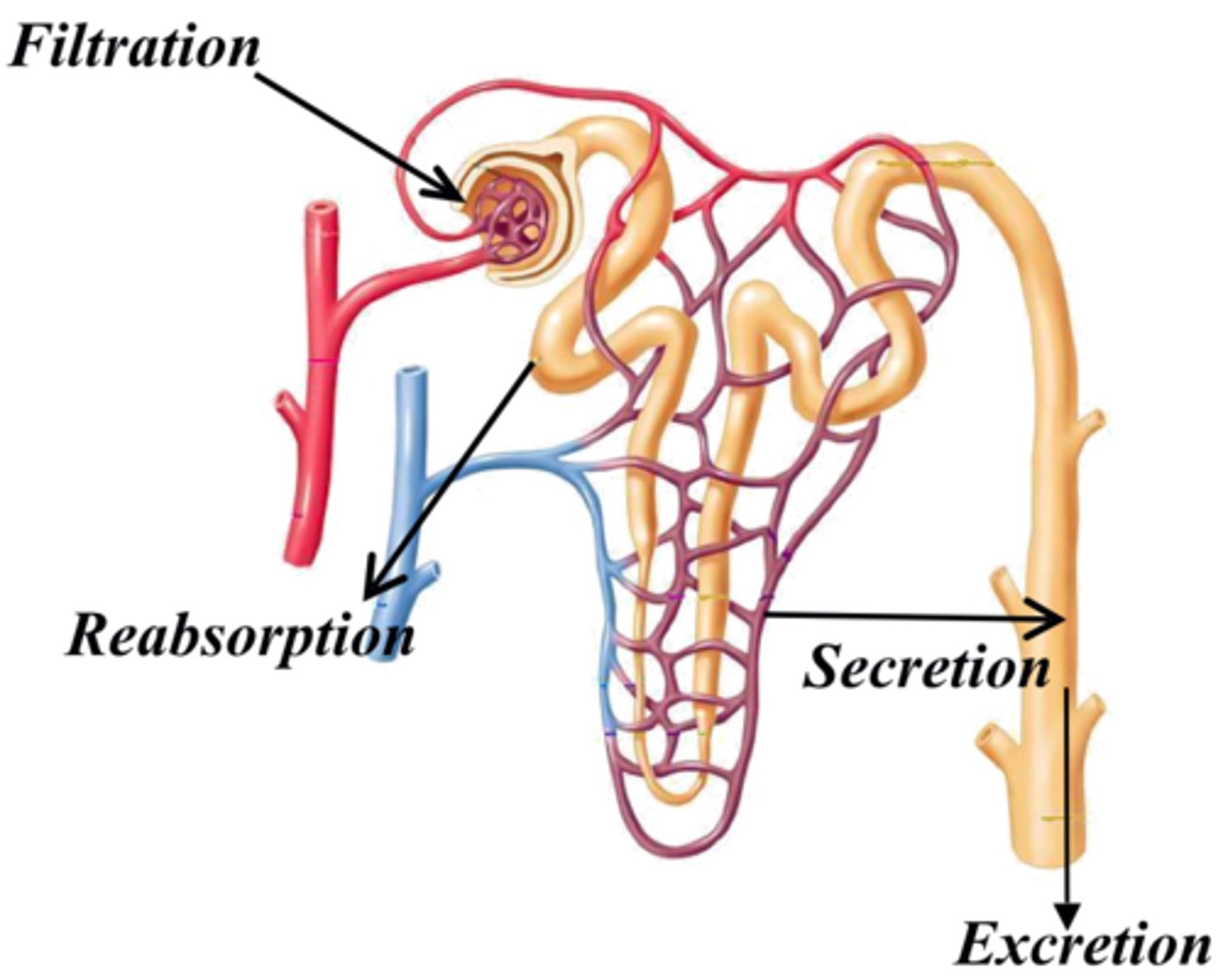 <p>1. Glomerular Fitration</p><p>2. Selective Reabsorption</p><p>3. Tubular Secretion</p>