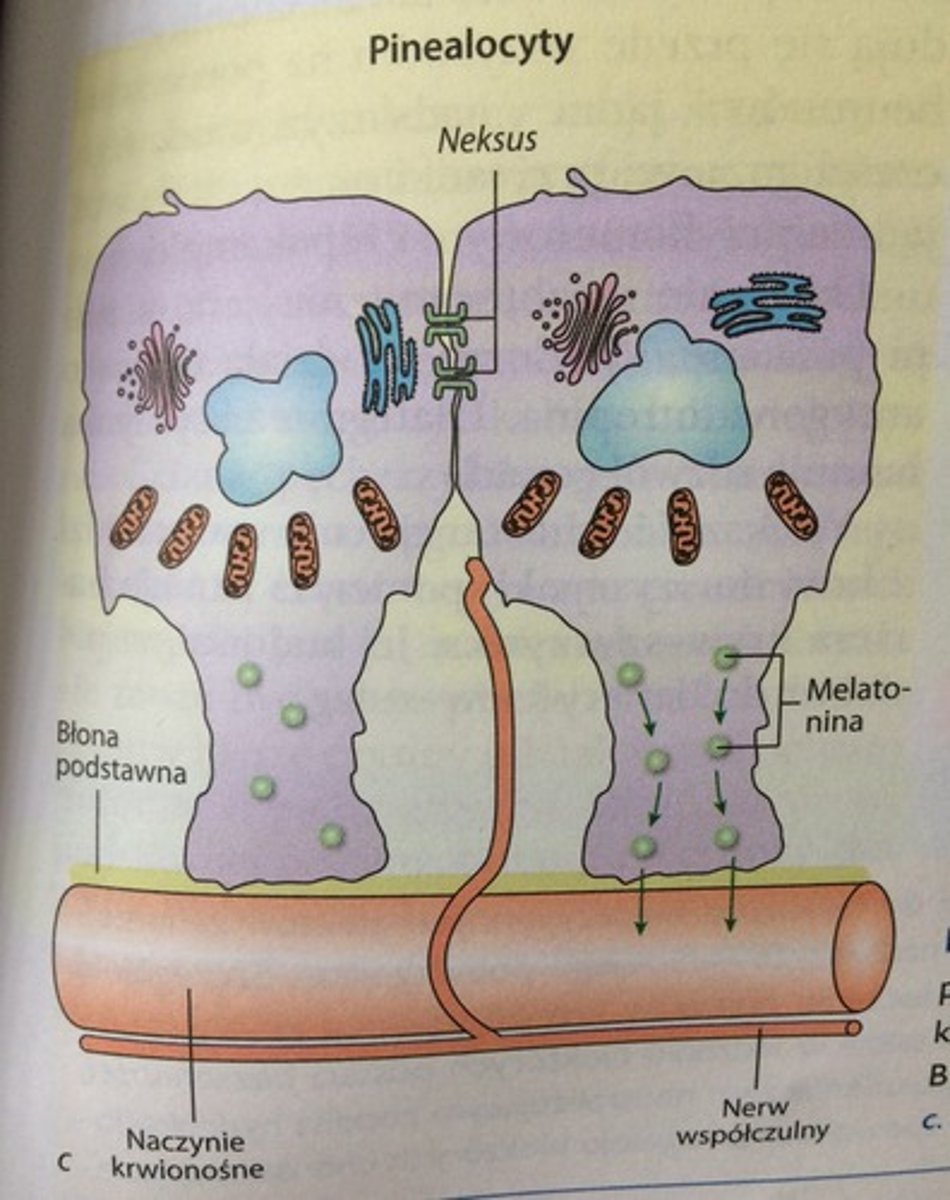 <p>pinealocyty mają liczne wypustki, obfitą SER, liczne rybosomy oraz mikrotubule. Zawierają pałeczki synaptyczne - służą do transportu pęcherzyków synaptycznych - oraz ciałka grudkowate - zespoły pęcherzyków wydzielniczych. Pinealocyty syntetyzują melatoninę i wazotocynę. </p><p>Substratem do syntezy melatoniny jest tryptofan (tryptofan ---> 5-hydroksytryptofan ---> serotonina ---> N-acetyloserotonina ---> melatonina).</p><p>komórki śródmiąższowe przypominają astrocyty neurogleju.</p><p>z wiekiem w szyszynce pojawia się piasek szyszynki - złogi hydroksyapatytu. </p><p>szyszynka składa się rownież z bezmielinowych zazwojowych akosnów neuronów zwoju szyjnego górnego należącego do ukł. współczulnego. Wytwarzają one z pinealocytami synapsy (neurotransmiterem jest noradrenalina). Przez włókna te do pinealocytów dochodzą impulsy z siatkówki oka. </p>