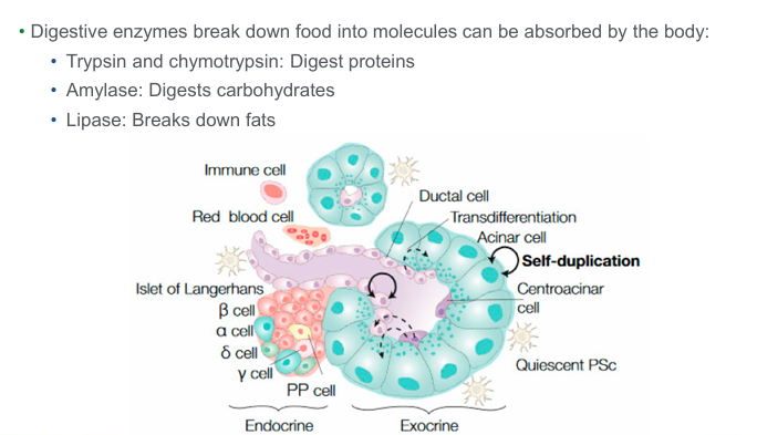 <p>-pancreatic acinar cell is functional unit of exocrine pancreas</p><p>-acinar cells synthesize, store, and secrete digestive enzymes, water, and NaHCO3 into the duodenum</p><p>-pancreatic enzymes are activated by enterokinase which is found on the surface of the duodenum</p><p>-acts by cleaving the inactive proenzyme trypsinogen into its active form of trypsin which then activates the other pancreatic enzymes in a cascade reaction</p>