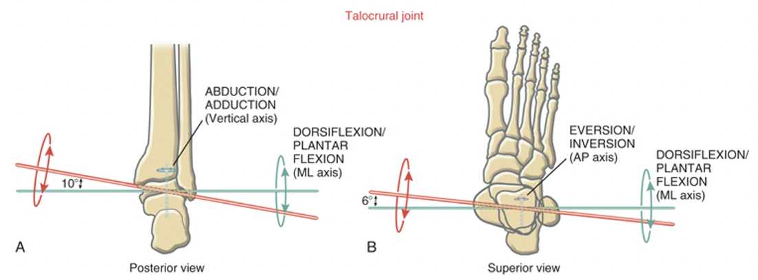 <p>-slightly deviated from a mediolateral axis as it goes through the tips of the malleoli -the slight deviation allows for: -dorsiflexion+abduction+eversion=pronation -plantarflexion+adduction+inversion=supination</p>