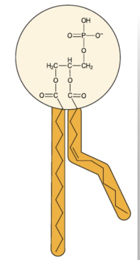 <p><strong>molecules containing both polar and non-polar (apolar) portions in their structure.</strong></p>