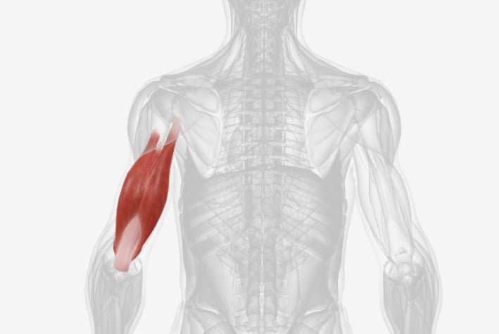 <p>what muscle is this</p>