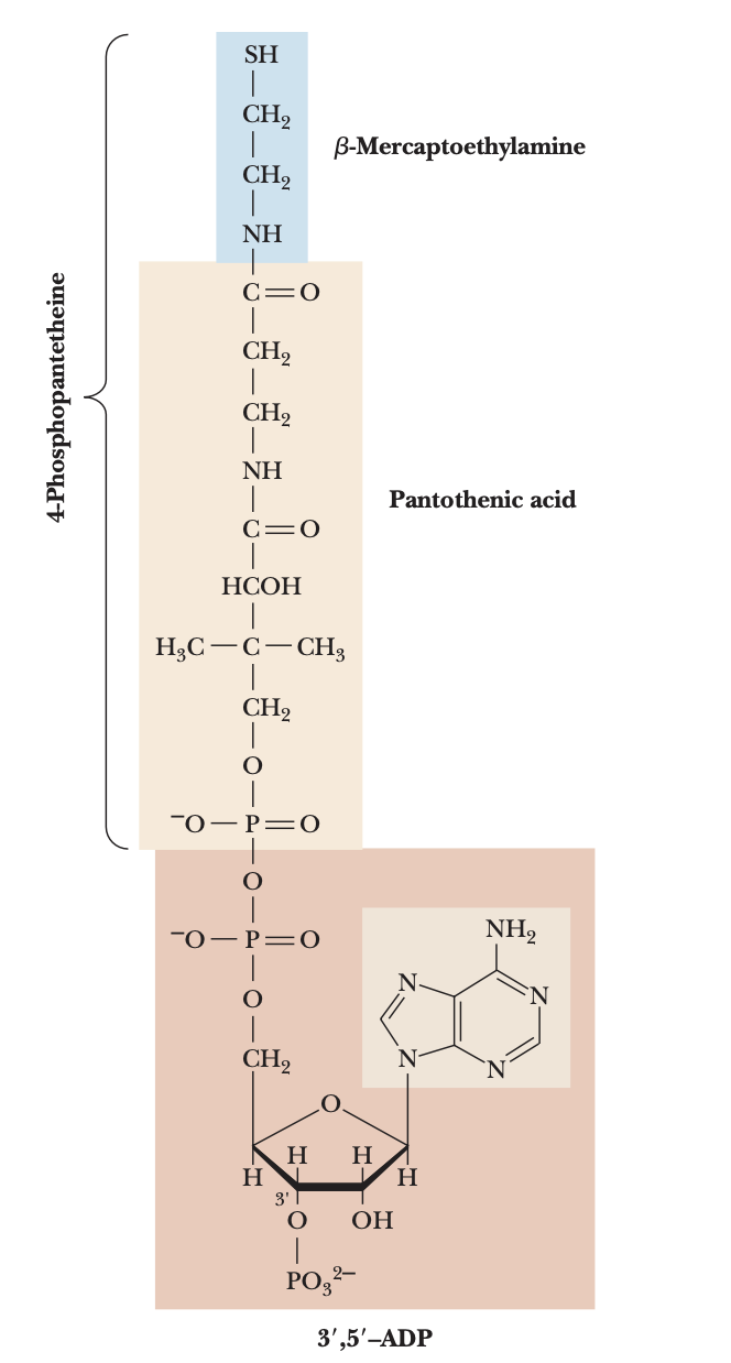 <p>acyl groups form thioester linkages with the -SH group of the beta-mercaptoethylamine moiety (active site)</p>