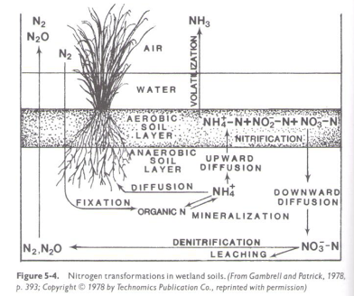 <p><span>a. Ammonification: mineralization of organic matter during decomposition</span></p><p><span>b.&nbsp;Upward diffusion: ammonium moves from the anaerobic layer to aerobic layer in the soil</span></p><p><span>c.&nbsp;Nitrification: oxidation of ammonium to nitrate in the aerobic layer</span></p><p><span>d.&nbsp;Downward diffusion: nitrate moves from the aerobic layer to the anaerobic layer</span></p><p><span>e. Denitrification: reduction of nitrate to nitrous oxide gas or N<sub>2</sub></span></p><p><span>f.&nbsp;Loss of nitrous oxide gas to the atmosphere</span></p>