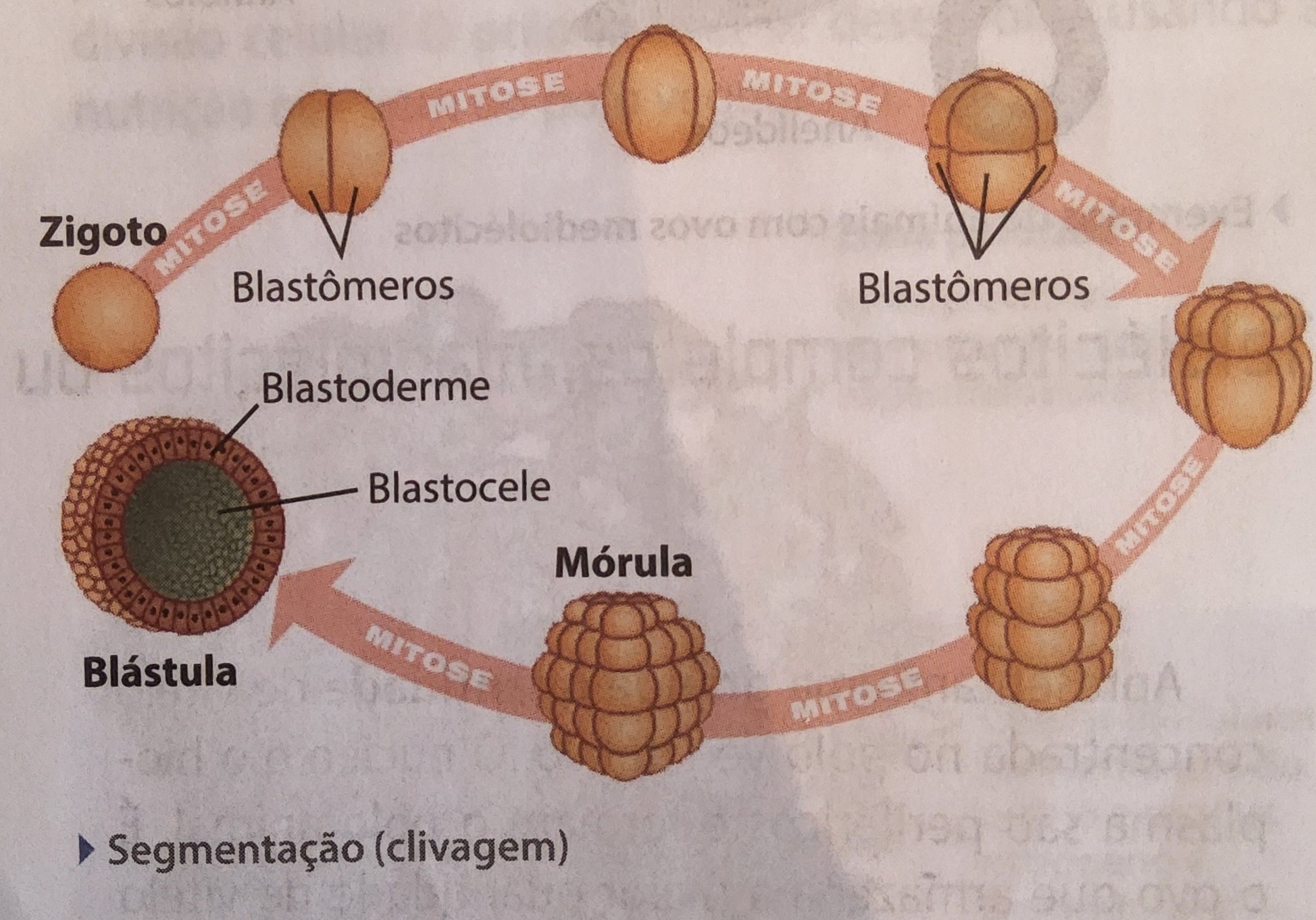 * primeira fase após a formação do zigoto
* divisão por meio de mitoses
* formação de blastômeros
* → mórula + divisões → blástula