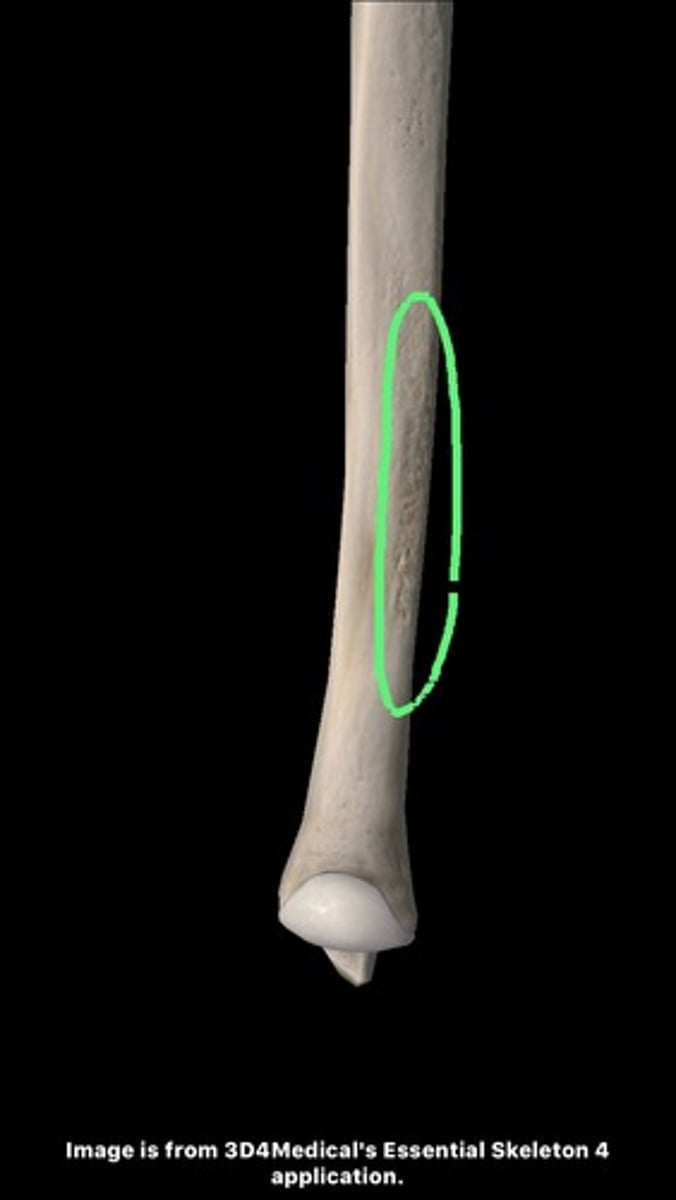 <p>distal, medial</p>