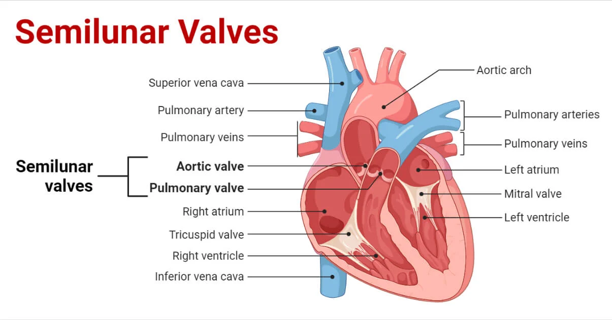 <ul><li><p><strong>Pulmonic</strong> – Between right ventricle &amp; pulmonary artery</p></li><li><p><strong>Aortic</strong> – Between left ventricle &amp; aorta</p></li></ul><p></p>