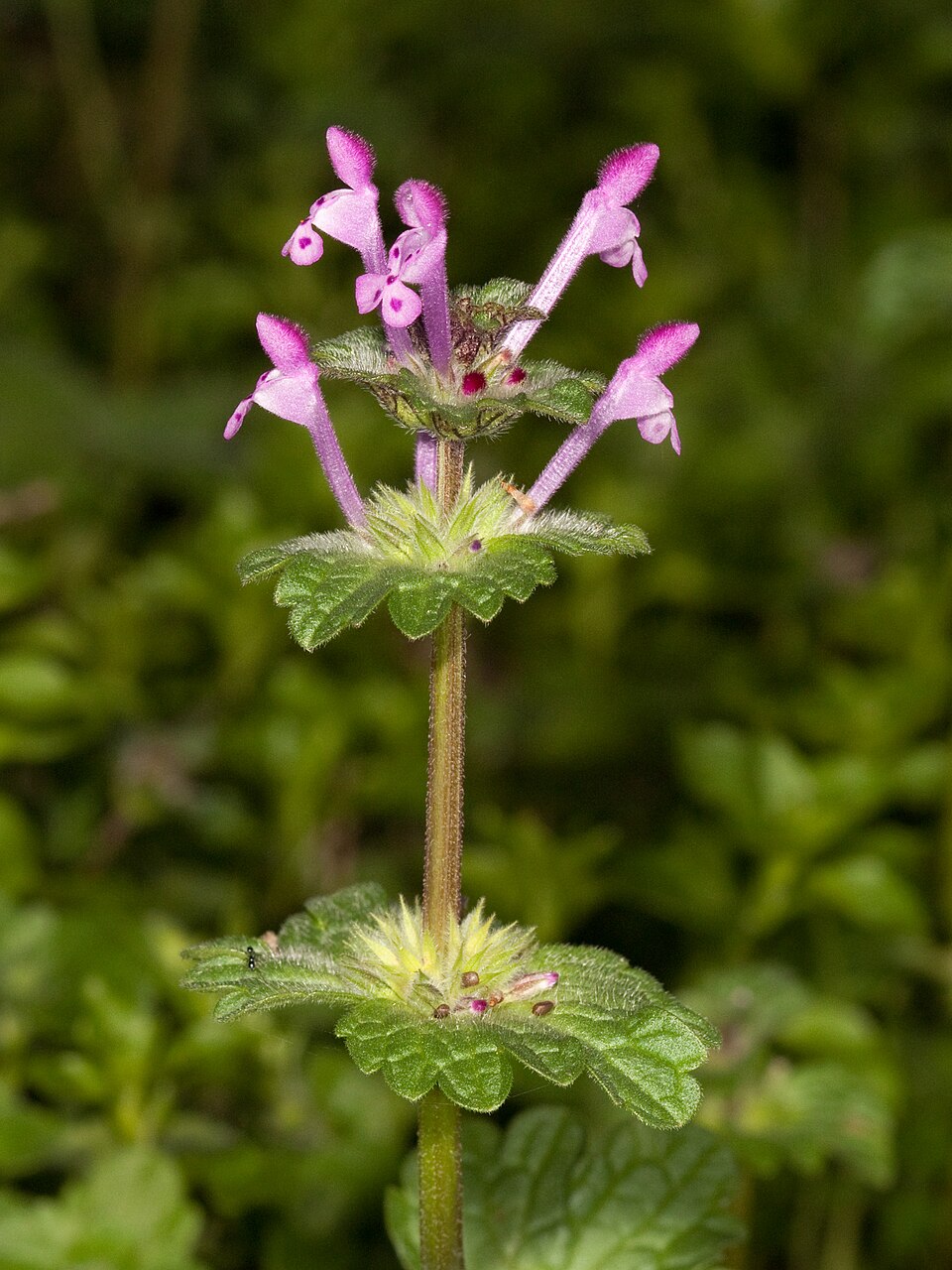 <p>Henbit (Invasive)</p>