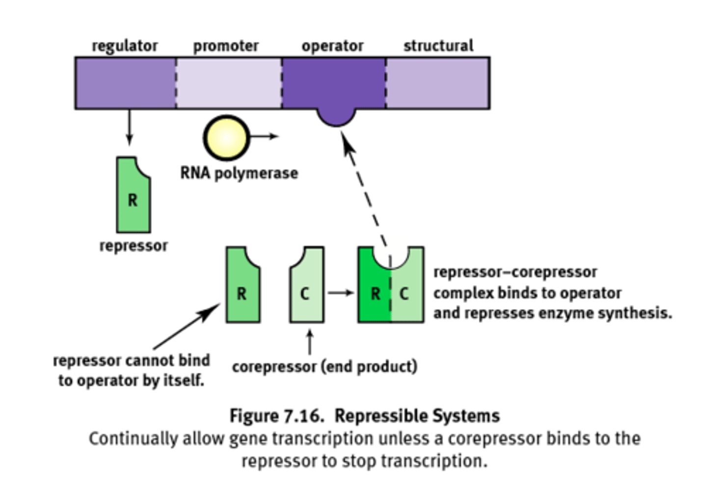 <p>System that is transcribed under normal conditions. (usually on)</p><p>1) Can be turned off by a corepressor coupling with the repressor and binding to the operator.</p><p>Ex) Trp operon</p>