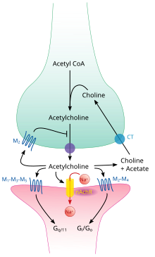 <p>Acetylcholine is a very common neurotransmitter in both invertebrates &amp; vertebrates. It is used as the neurotransmitter in many synapses, including between neurons &amp; muscle fibers to stimulate muscle contraction. </p>