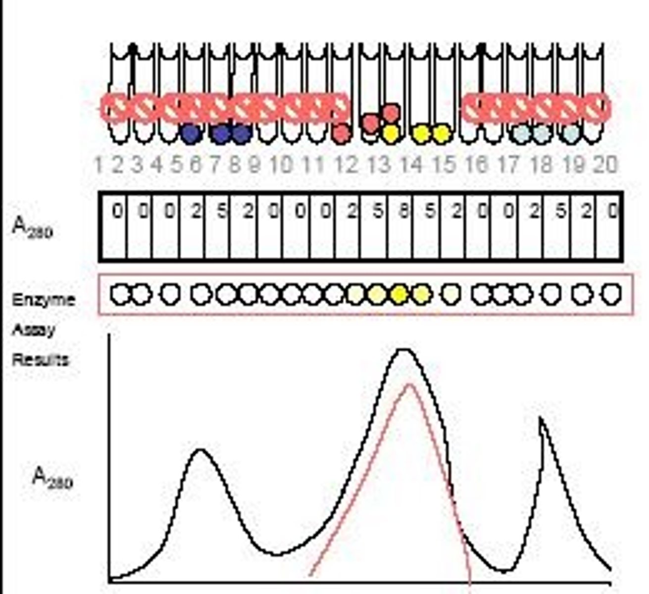 <p>They can be performed on fractions to determine if they contain active enzymes.</p>