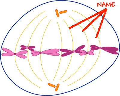 <p>Fibers that extend across a dividing eukaryotic cell and assists in the separation of chromosomes</p>