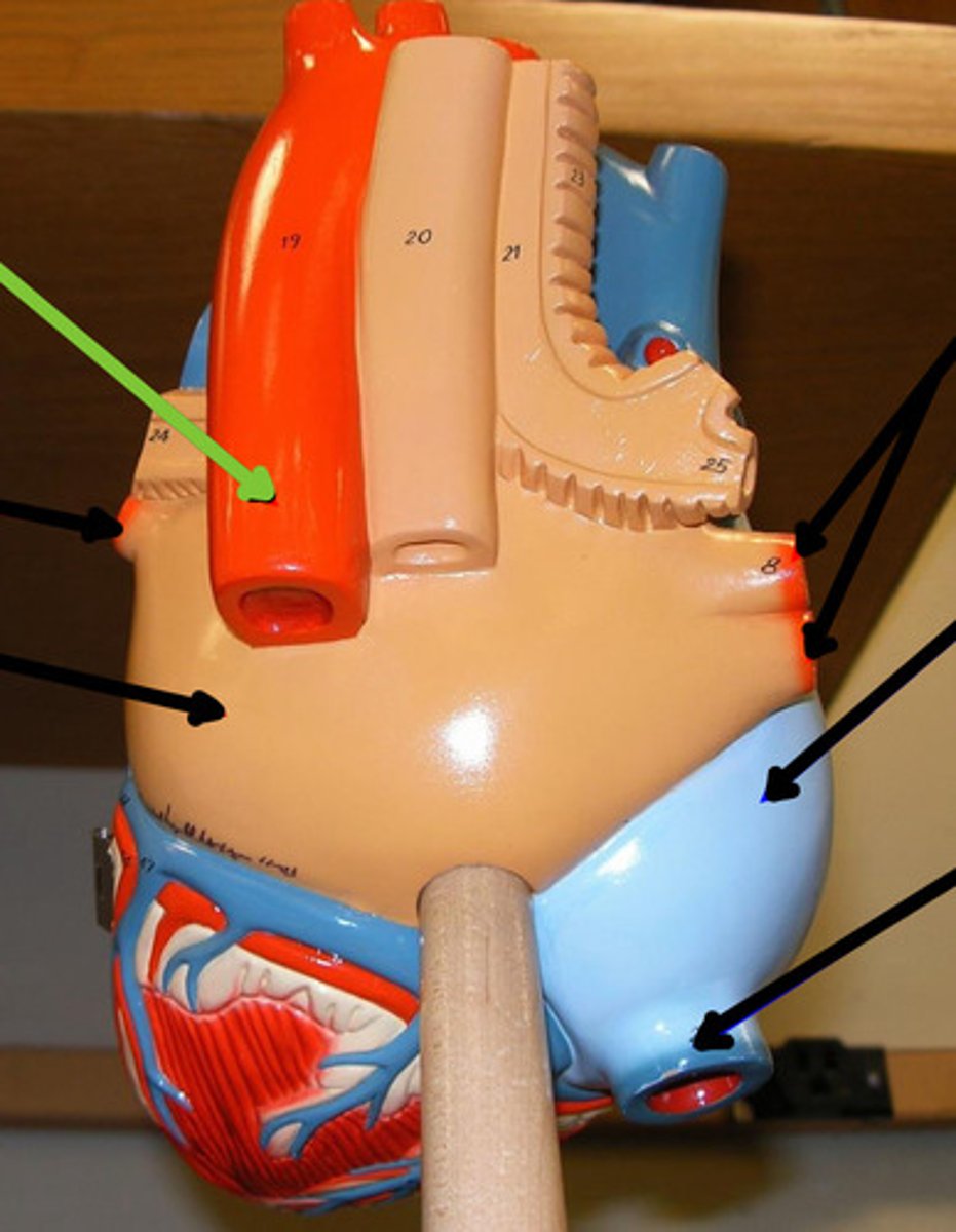 <p>Name the structure and function</p>