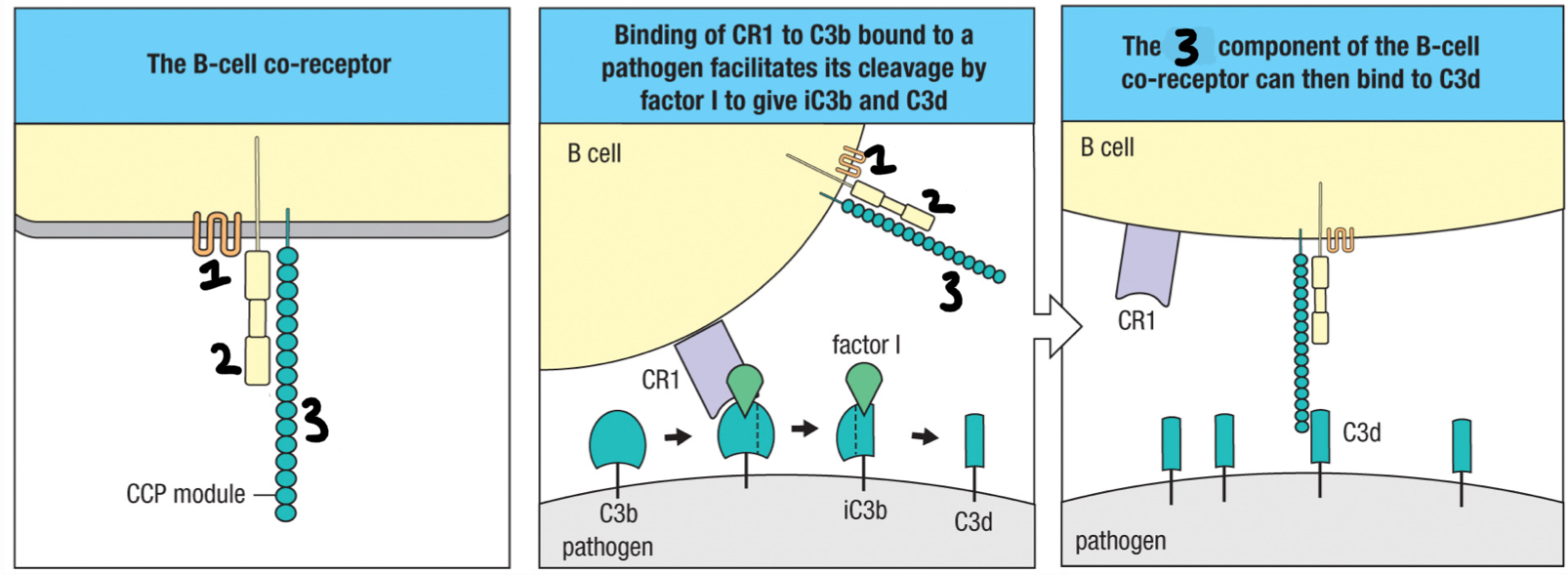 <p>2; signaling chain of the B cell co-receptor </p>
