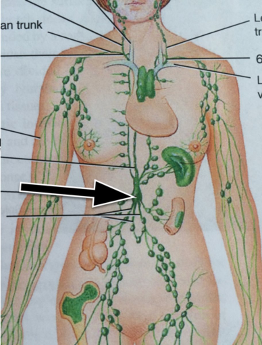 <p>An enlarged pouch on the thoracic duct that serves as a storage area for lymph moving toward its point of entry into the venous system</p>