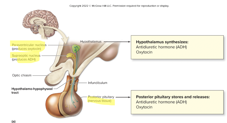 <p>smaller, neural part of PG</p><p>HT neurons project through infundibulum + release hormones in PP </p><ul><li><p>somas in supraoptic nucleus + paraventricular nucleus </p></li><li><p>axons in hypothalmo-hypophyseal tract of infundibulum </p></li><li><p>synaptic knob w/in PP </p></li></ul><p></p>