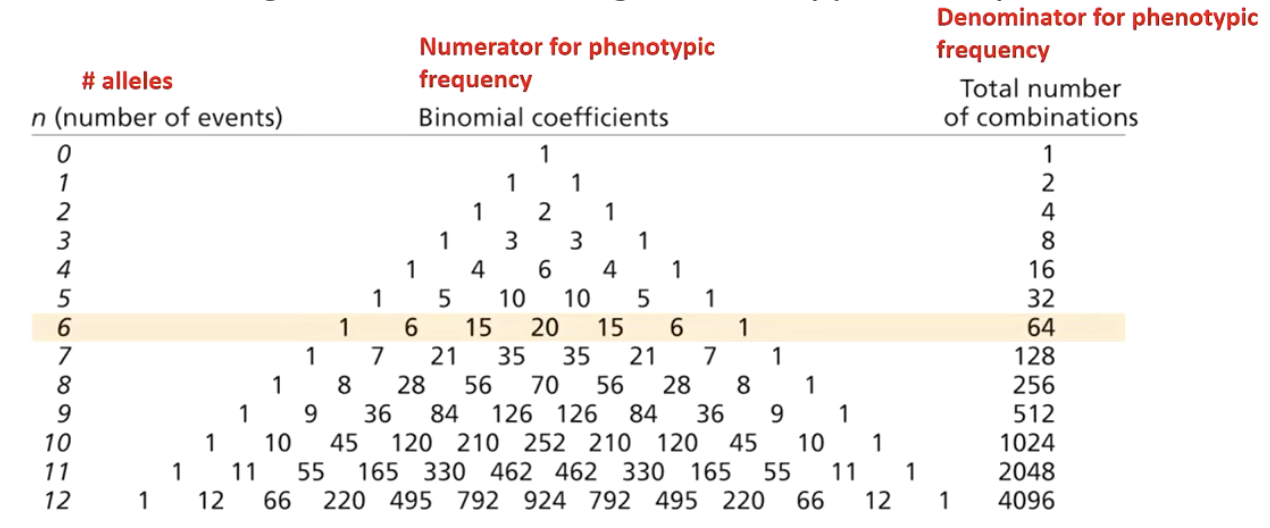 <p>What are the number of phenotypic classes and expected phenotypic frequencies in a 3-gene additive model using Pascal’s triangle?</p>