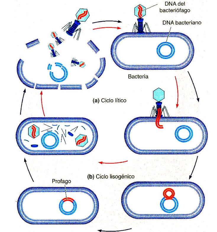 <p><span>Hay virus que antes de pasar por el ciclo lítico cumplen con el ciclo lisogénico, donde el ADN vírico se integra con el ADN bacteriano. Luego pasa por el ciclo lítico.</span></p>