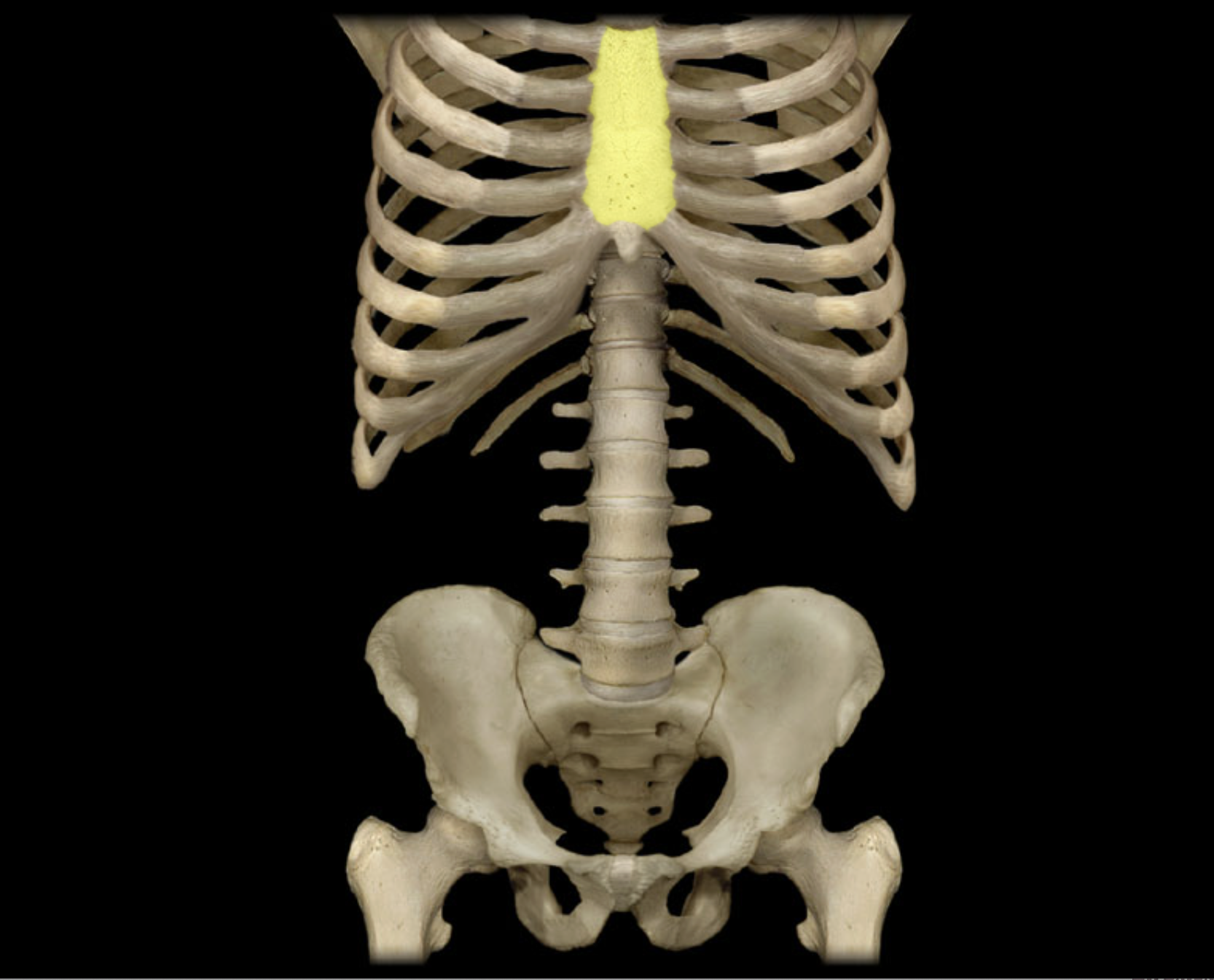 <p>Body of sternum</p>