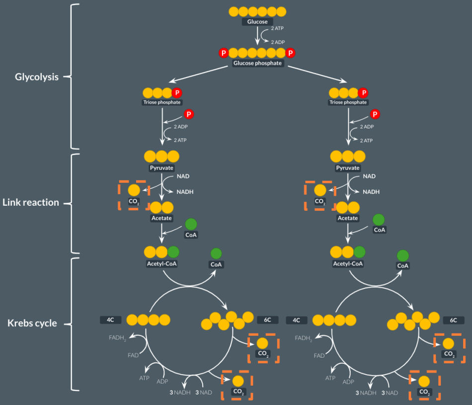 <p><span><span>In plants, for a single molecule of glucose, how many CO2 molecules are produced in </span><strong><span>aerobic</span></strong><span> respiration?…………<br>In plants, for a single molecule of glucose, how many CO2 molecules are produced in </span><strong><span>anaerobic respiration</span></strong><span>?…………</span></span></p>