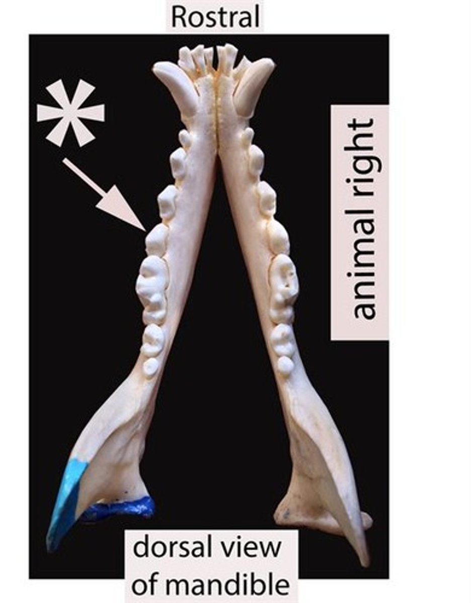 <p>Identify the general type of tooth the arrow is pointing to</p>