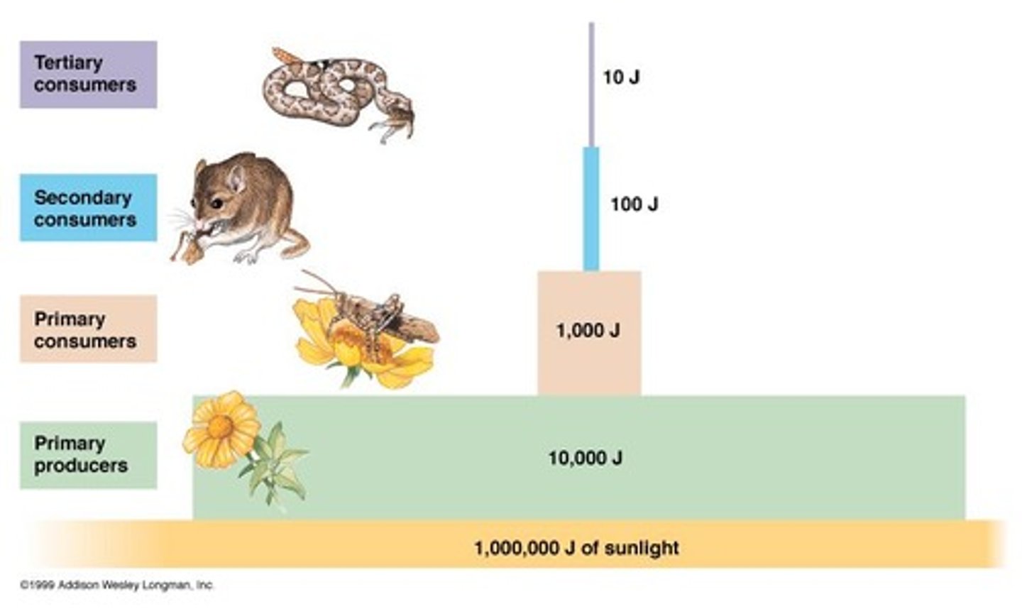<p>Ecosystems are emergent properties of energy flow and nutrient cycling, where energy enters as sunlight and exits as heat.</p>