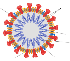 <p>describe coronavirus</p>
