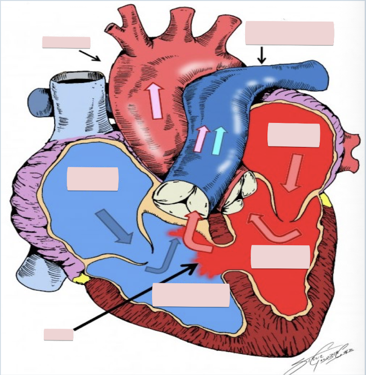 <p>Label the figure</p>