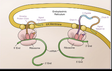 <p>Where are ribosomes bound to in post transcriptional modifications </p>