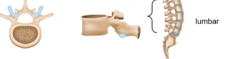<p>Lumbar vertebrae</p>