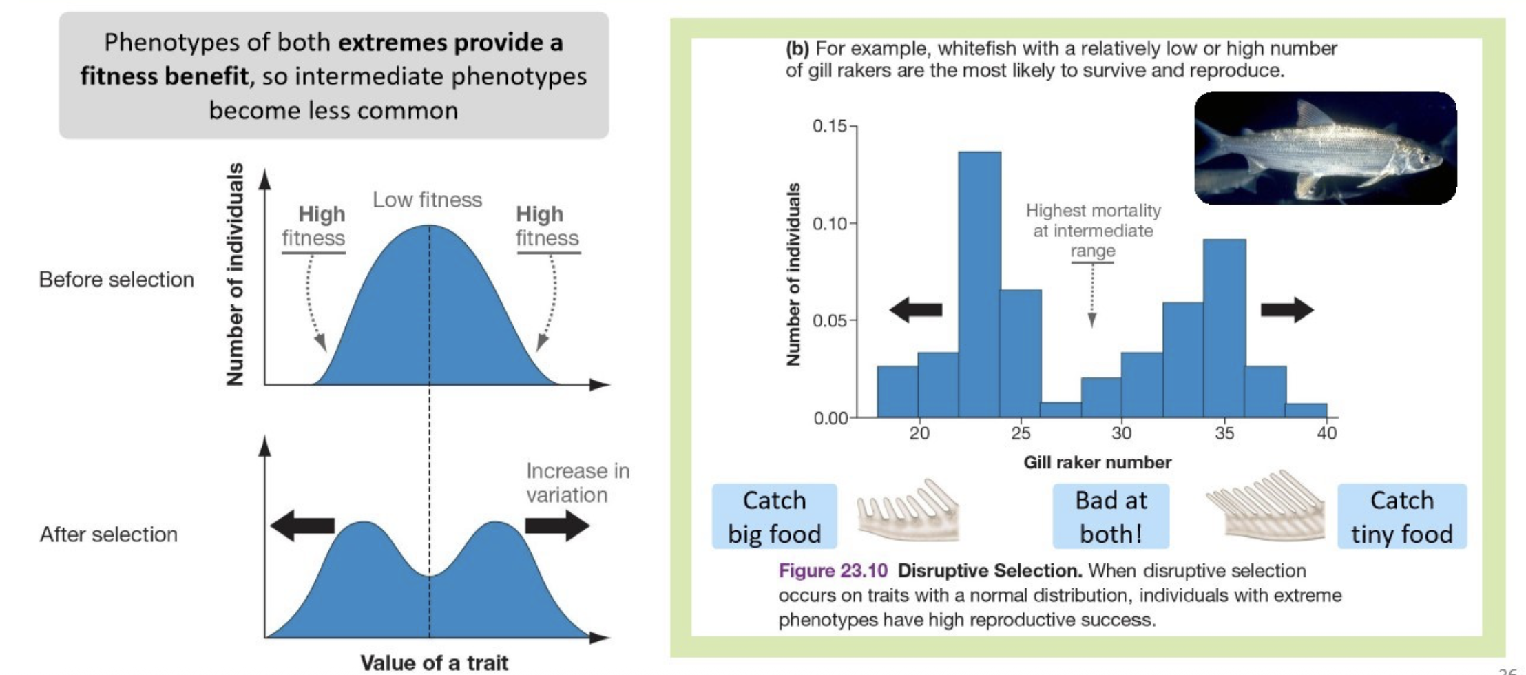 <p>(natural selection)</p><p>Phenotypes of both extremes provide a fitness benefit, so intermediate phenotypes become less common</p><p><strong>Darwin's Finches:</strong></p><p>On some Galapagos Islands, <strong>finches with both very large and very small beak sizes</strong> are more <u>successful </u>at foraging for food than those with intermediate-sized beaks.</p>