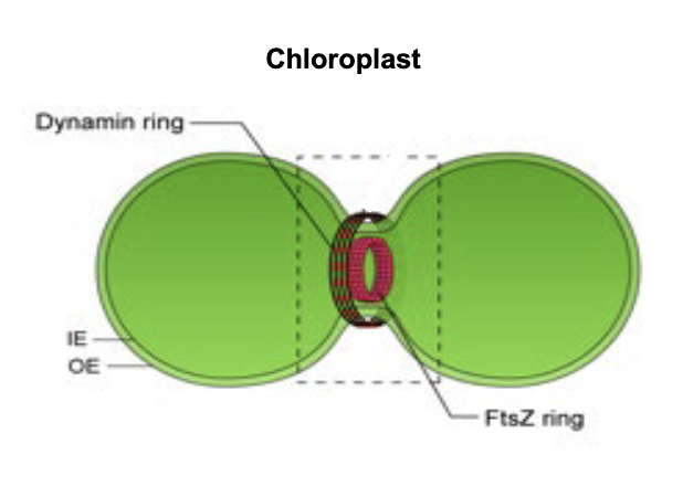 <ul><li><p><strong>FtsZ</strong>: tubulin-like protein</p><ul><li><p>self assembles into dynamic ring of protofilaments (Z-ring) beneath inner membrane of chloroplasts</p></li><li><p>Z-ring acts as scaffold for recruitment of other cell division proteins → generates contractile force → membrane constriction → <strong>division</strong></p></li></ul></li><li><p><strong>Dynamin</strong>: <span><span>GTPase protein responsible for endocytosis in the eukaryotic cell</span></span></p><ul><li><p>comes from cytosol → forms dynamin ring for outer membrane fission</p></li></ul></li><li><p>chloroplast fusion <strong>unclear</strong> → linked w/ tubular channels called <u>stromules</u></p></li></ul><p></p>
