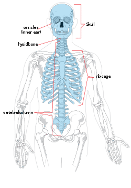 <p>Skull, Vertebral column, Rib cage, Sternum</p>